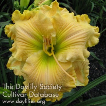 Palmetto Country Cream AHS image