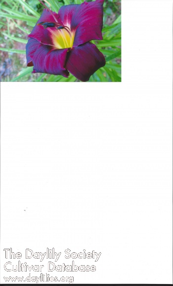 Nana's Spirit AHS image