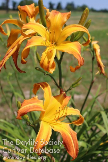 Day in the Garden AHS image