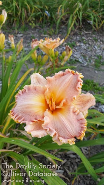 Misty Peach AHS image