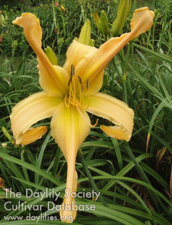 Godiva Gold AHS image