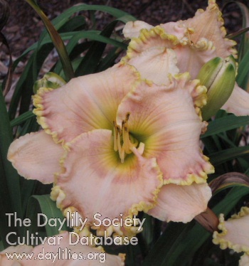 Lilypad Litany AHS image