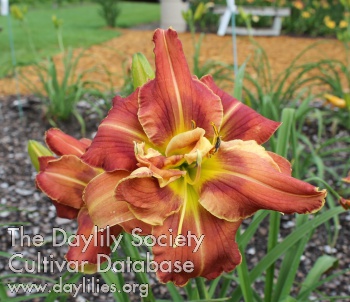 Flim Flam Frolic AHS image