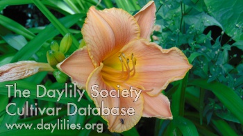 Simon's Frisian Silk AHS image