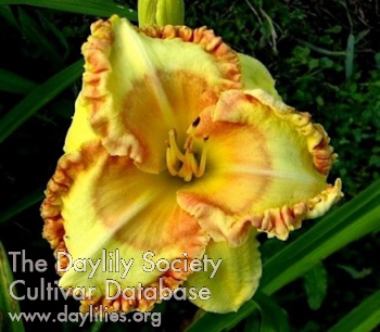Summer Ambrosia AHS image