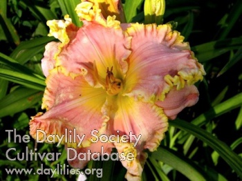Princess Polly AHS image