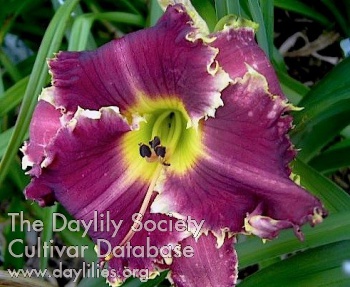 Shirley's Purple Dragon AHS image