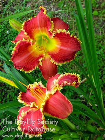 Son of Redhawk AHS image