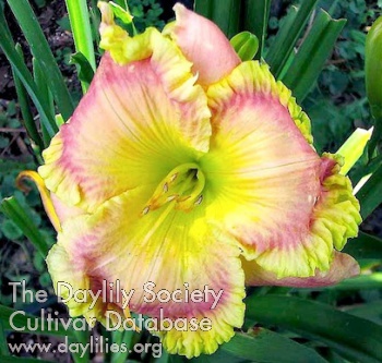 Orchid Empress AHS image