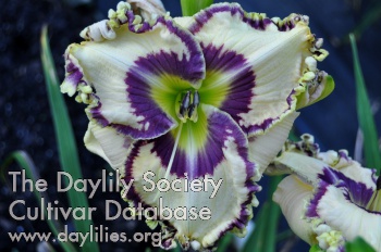 Blueberry King AHS image