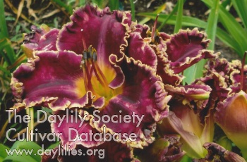 Sarah Lyn's Symphony AHS image