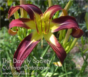 Cosmic Midnight Delight AHS image