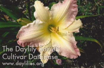 Joli in Pink AHS image