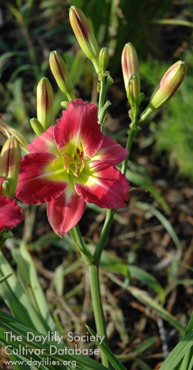 Windyhill's Cherry Drops AHS image