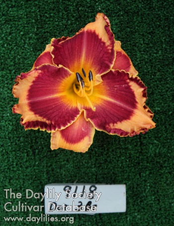 Topguns Verna's Pick AHS image