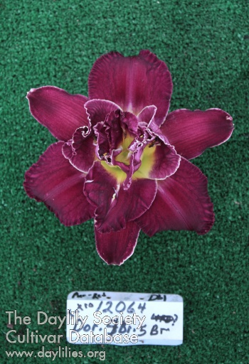 Topguns Purple Knight AHS image