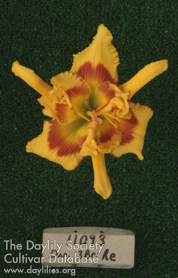Topguns Scissor Tail AHS image