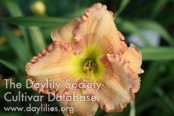 Evelyn Kirsche AHS image