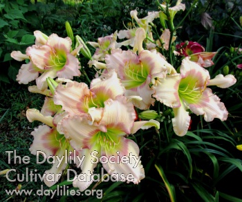 Live Joyfully AHS image