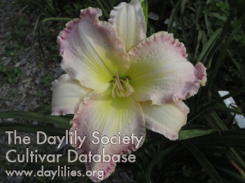 Late Summer Sweet Treat AHS image