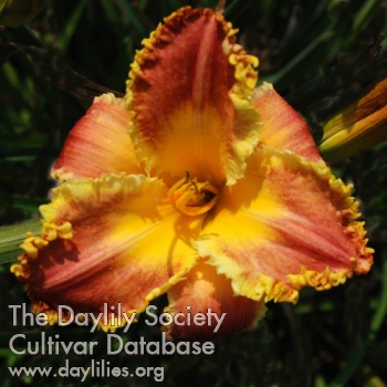 Good Morning Garden! AHS image
