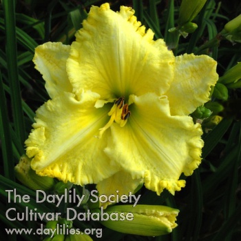 Lemon Dawn AHS image