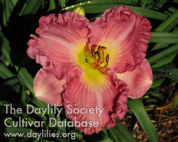Pink Lady Lauren AHS image