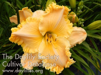 Triple Honey AHS image
