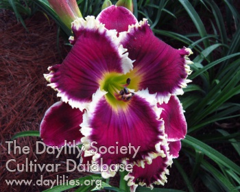 Dental Delight AHS image