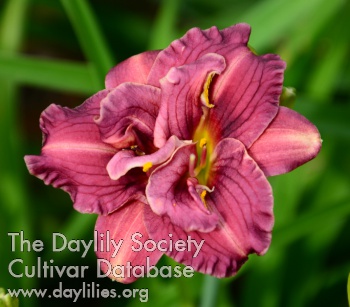 Little Pixie from Dixie AHS image