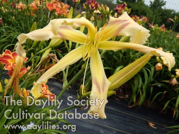 Spider Silk AHS image