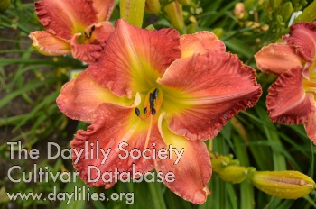 Summer Rubies AHS image