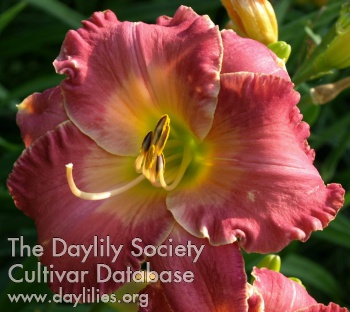 Earlybird Pink on Purpose AHS image