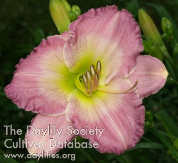 Earlybird Apple Blossom AHS image