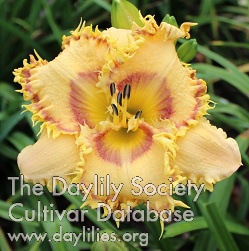 Buddy's Spike AHS image