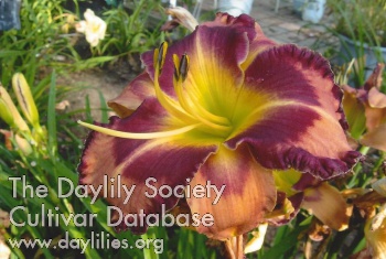 Destiny Rockford AHS image