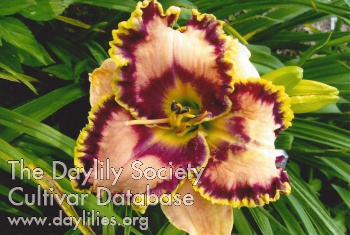 Destiny Maine Township AHS image