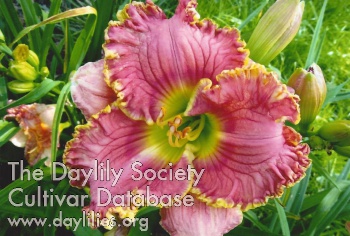 Destiny Park Ridge AHS image
