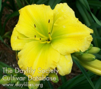 Canary Beauty