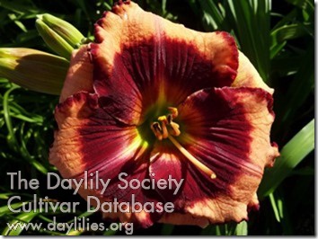 Frolic in Phoenix AHS image