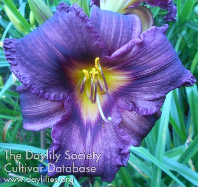 TLS Beauty AHS image