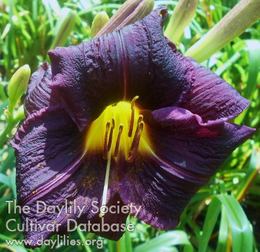 Velvety Dark Purple Angel AHS image