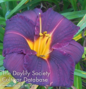 Royal Purple Flame AHS image