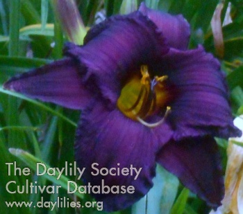 Royal Purple Valentine AHS image