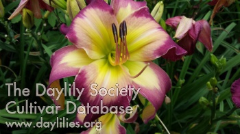 Hallie Mae Webb AHS image