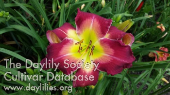 Hayden William Webb AHS image