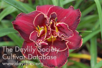 Midnight Rose AHS image