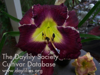 Lei Bledsoe AHS image