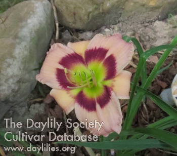 Ruby's Delight AHS image