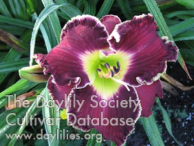 Buddy's Violet Victory AHS image
